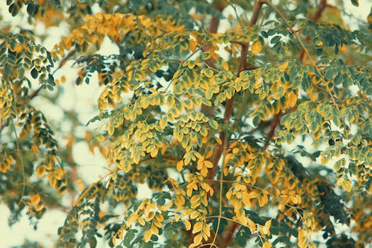 Les bienfaits de la feuille de moringa