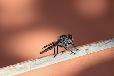 Comment détruire un nid de guêpes ?