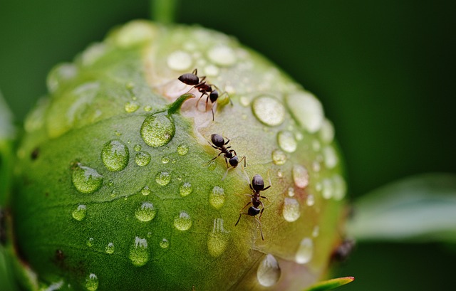 Comment trouver à Paris un expert spécialisé dans la désinsectisation des fourmis ?